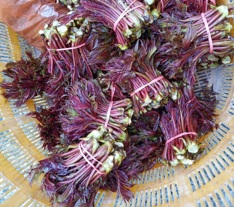 精品香椿芽随时有货全国供应