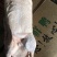 樱桃谷白条鸭，冰鲜速冻白条，冰鲜白条鸭，