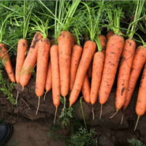三红胡萝卜现挖，货源充沛、2万斤起售、有意者