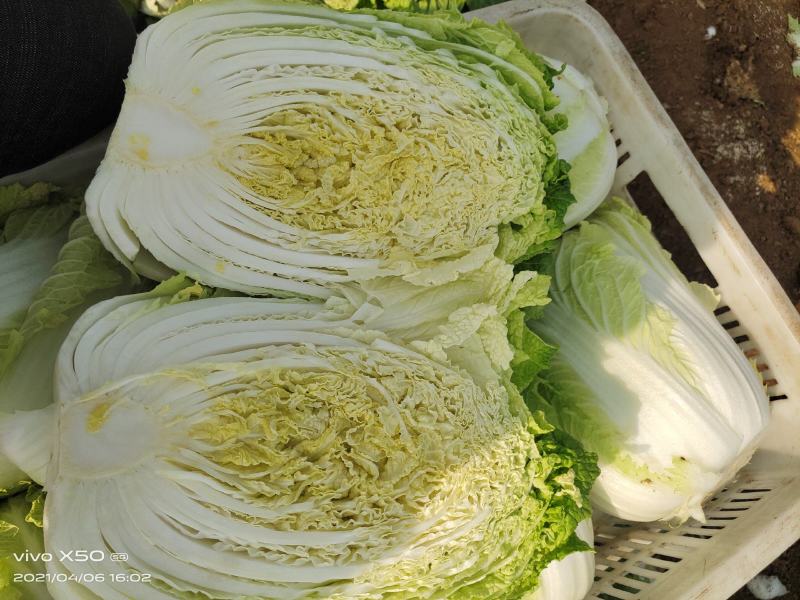 黄心大白菜全国发货可视频看货无干叶无烧心