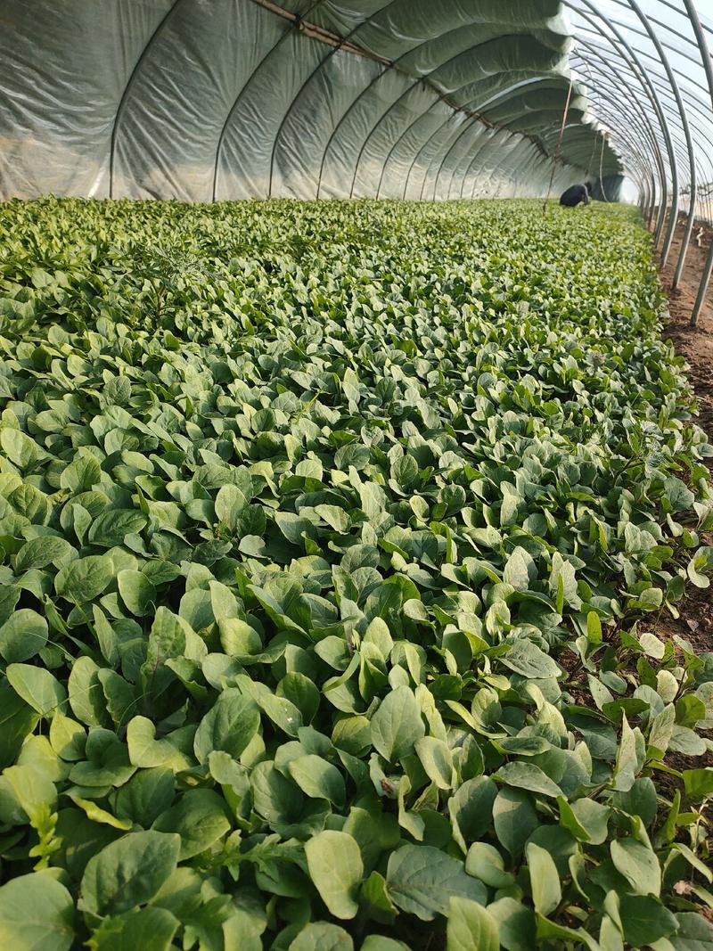 红线茄子苗，杭茄苗，线茄苗，抗病毒适合各地方温室培育
