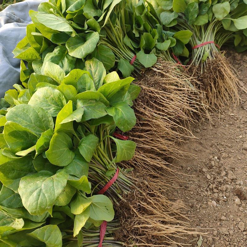 红线茄子苗，杭茄苗，线茄苗，抗病毒适合各地方温室培育