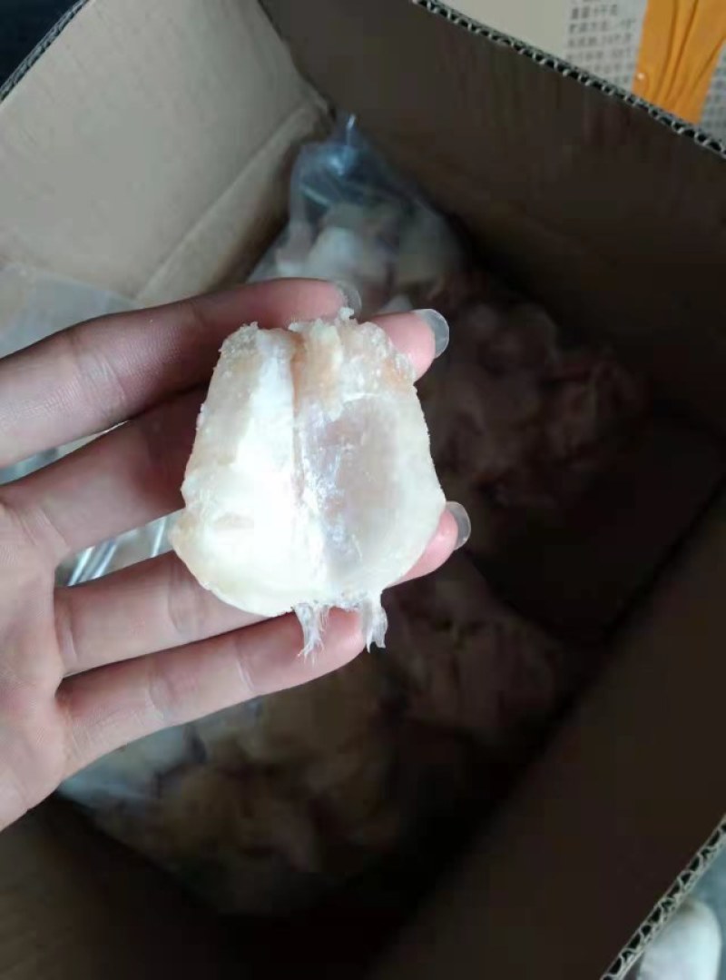 鲈鱼翅肉质鲜美质优价廉老板们的赚钱神器欢迎询价