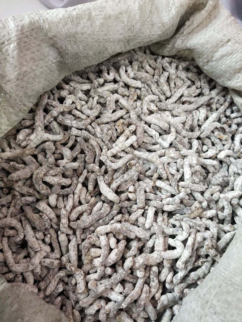 僵蚕，各种规格僵蚕，水洗僵蚕，大货供应，