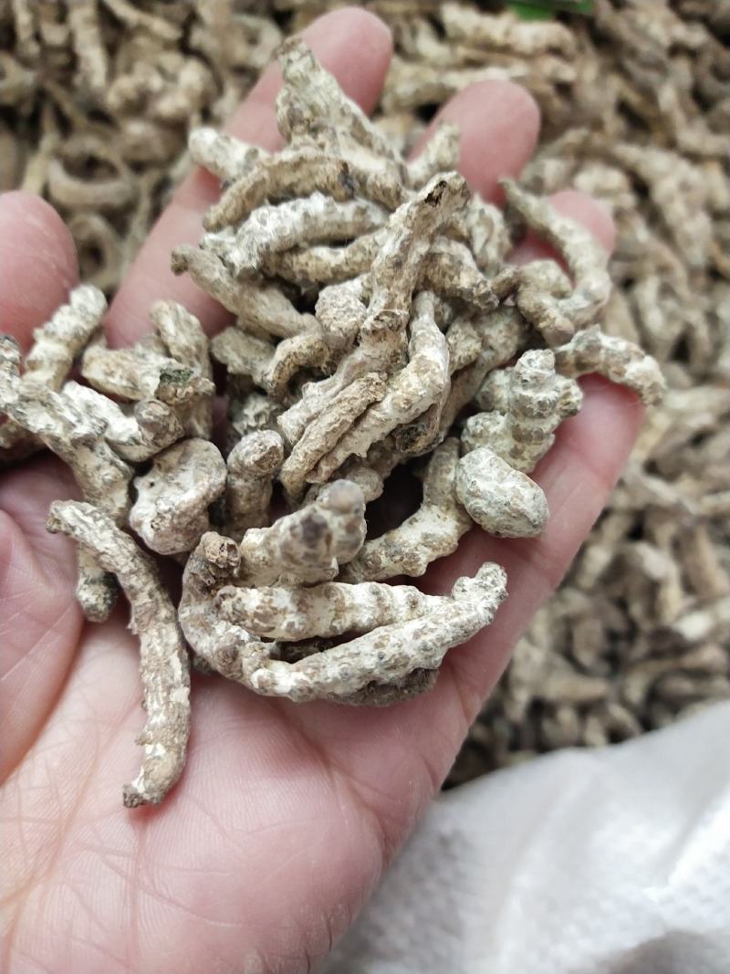 僵蚕，各种规格僵蚕，水洗僵蚕，大货供应，