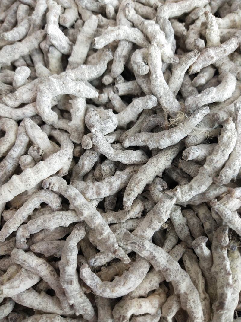 僵蚕，各种规格僵蚕，水洗僵蚕，大货供应，