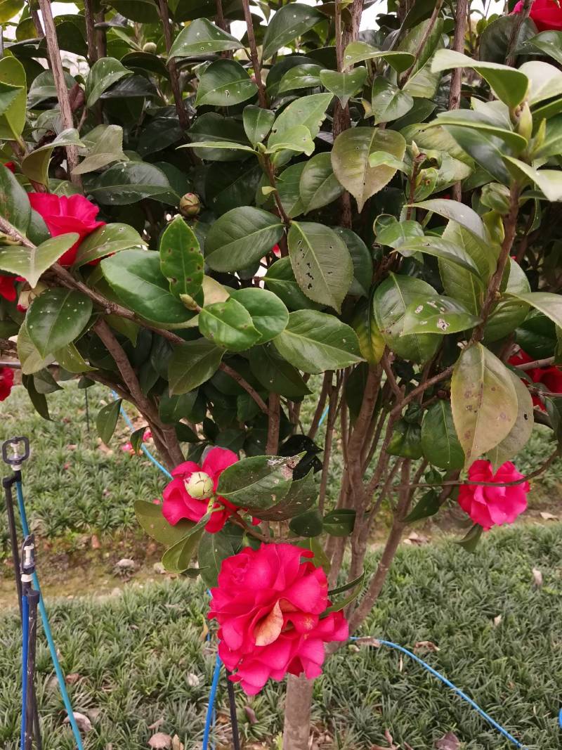 苗圃供应精品茶花球茶花毛球小苗耐寒耐修剪花期长四季常青