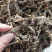 干松，香料大货供应，水洗干松，各种规格，量大从优。