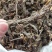 干松，香料大货供应，水洗干松，各种规格，量大从优。