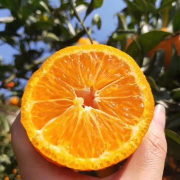 黄果柑
