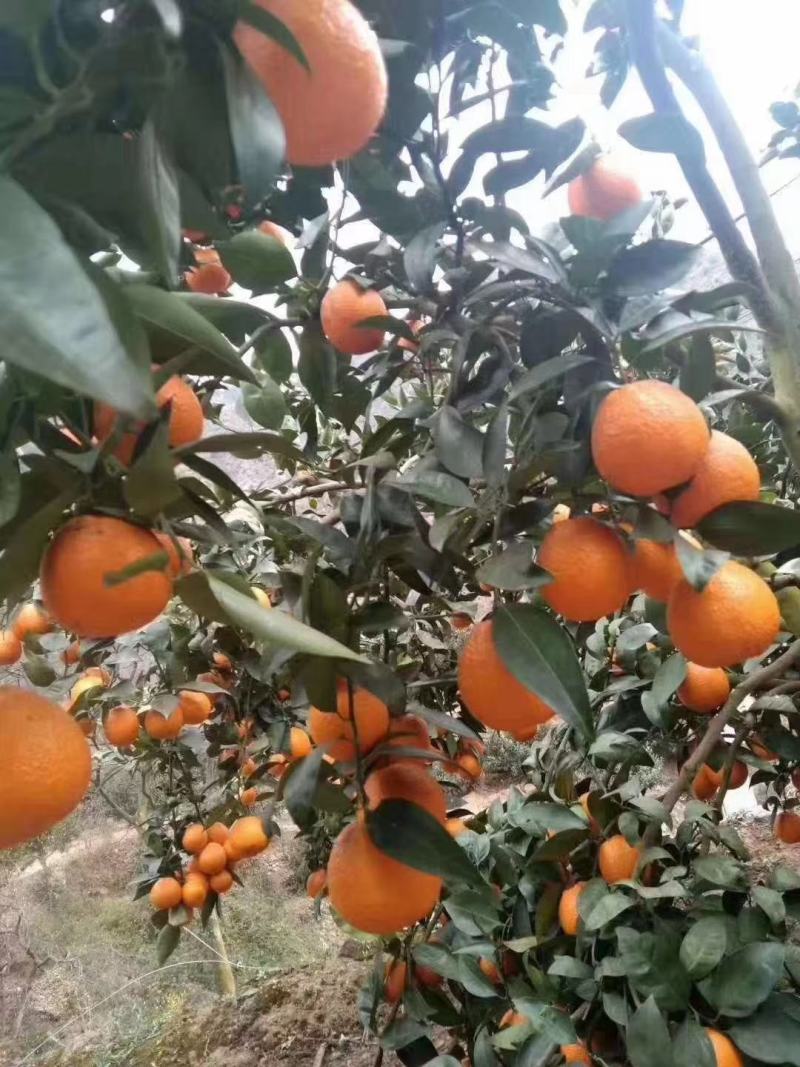黄果柑