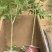 正宗广东香水柠檬苗无籽四季都开花结果大苗种直7/8月桂果