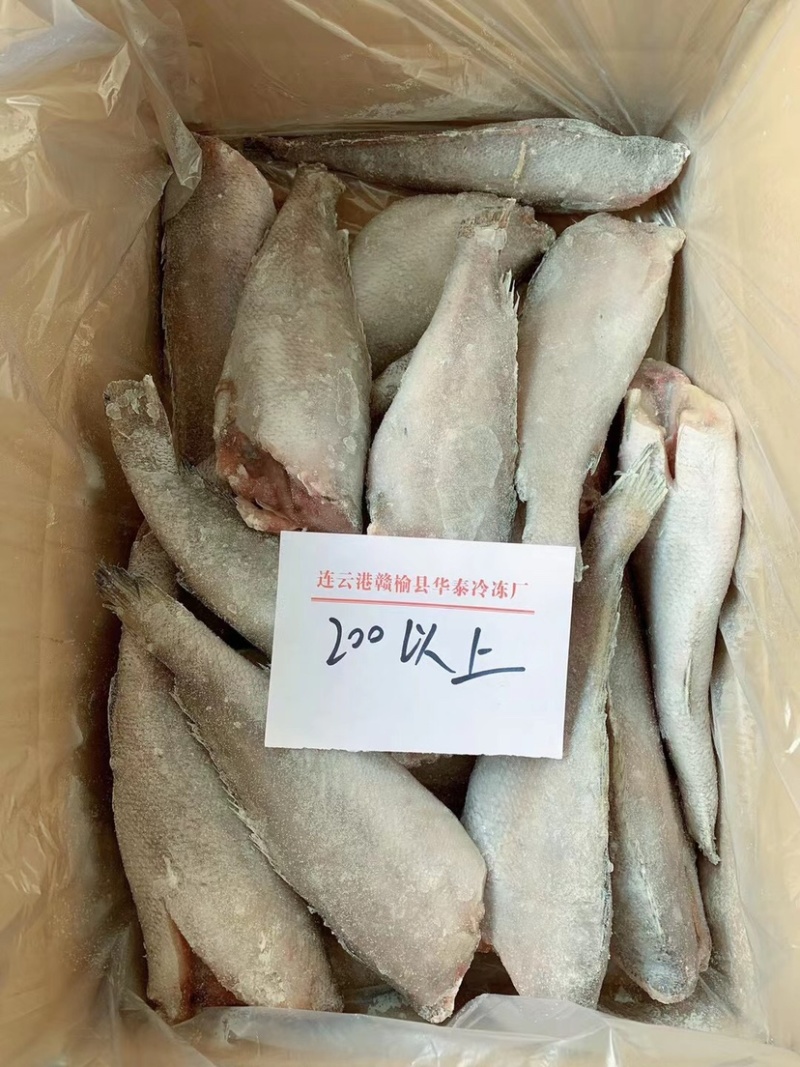 无冰衣三去鳘鱼，去头去内脏无冰衣鳘鱼，鳘鱼