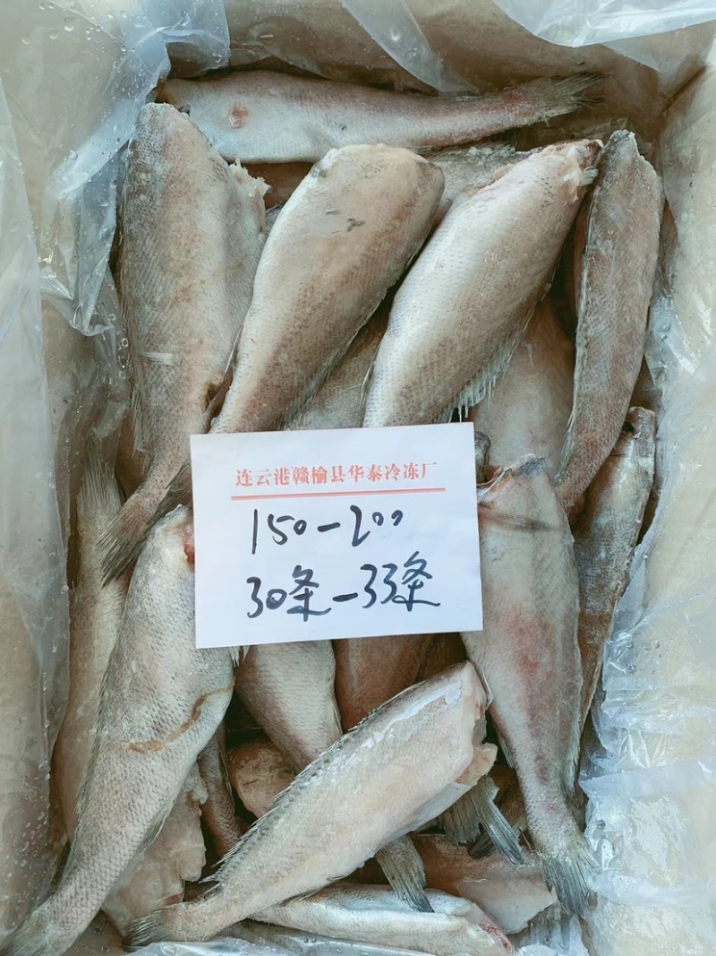 无冰衣三去鳘鱼，去头去内脏无冰衣鳘鱼，鳘鱼