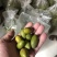 闽侯灵峰青橄榄甜种橄榄，原产地直销，自家果园