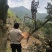 闽侯灵峰青橄榄甜种橄榄，原产地直销，自家果园