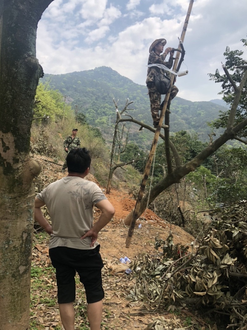 闽侯灵峰青橄榄甜种橄榄，原产地直销，自家果园