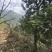 闽侯灵峰青橄榄甜种橄榄，原产地直销，自家果园
