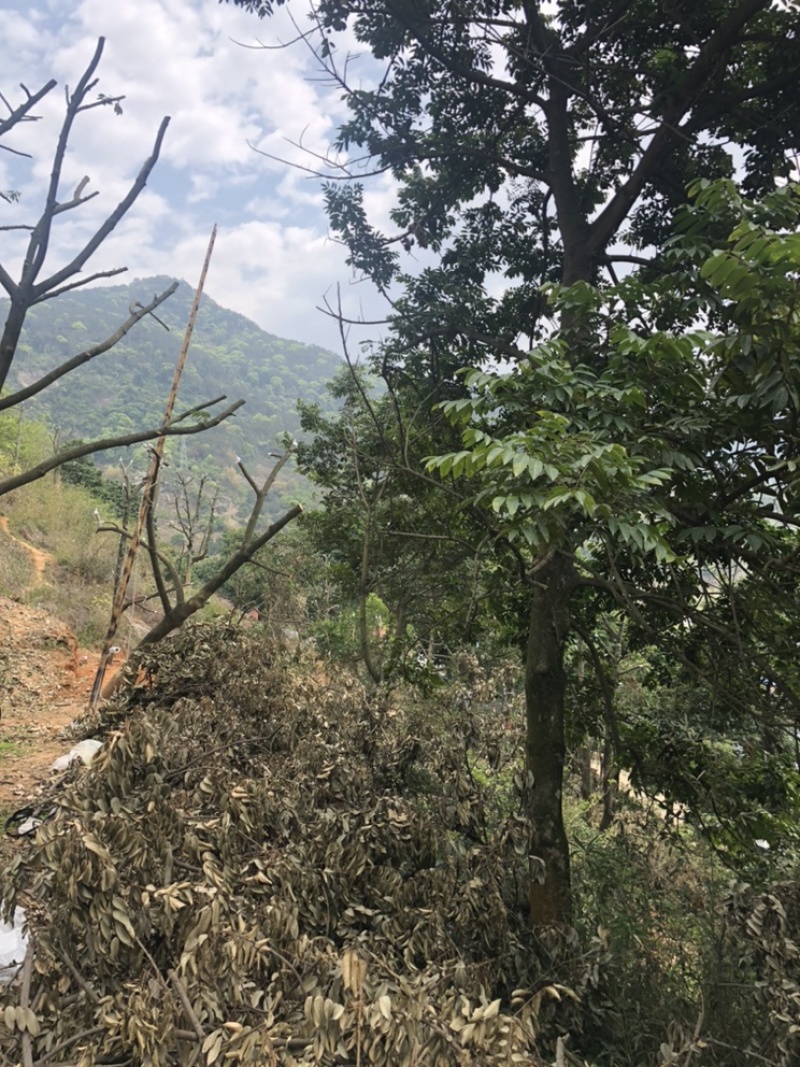 闽侯灵峰青橄榄甜种橄榄，原产地直销，自家果园