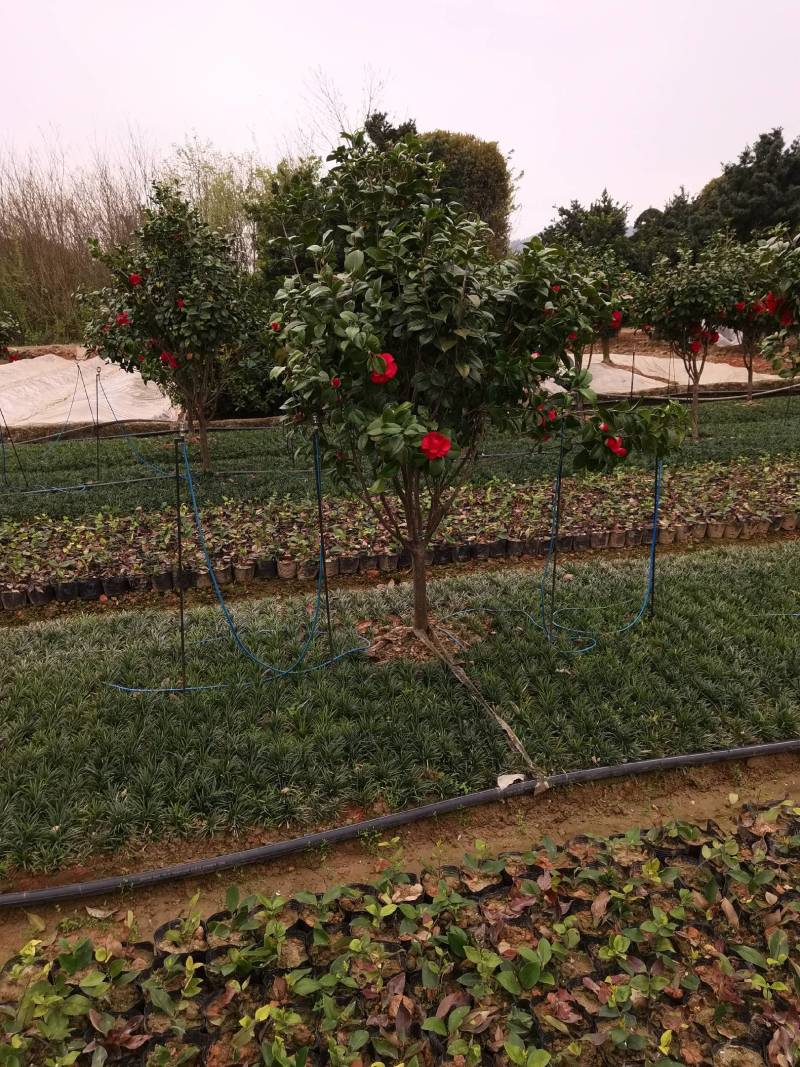 苗圃供应精品茶花球茶花毛球小苗耐寒耐修剪花期长四季常青