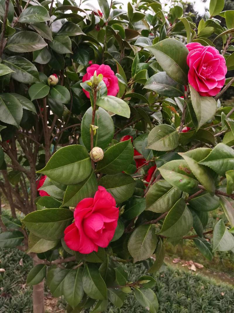 苗圃供应精品茶花球茶花毛球小苗耐寒耐修剪花期长四季常青