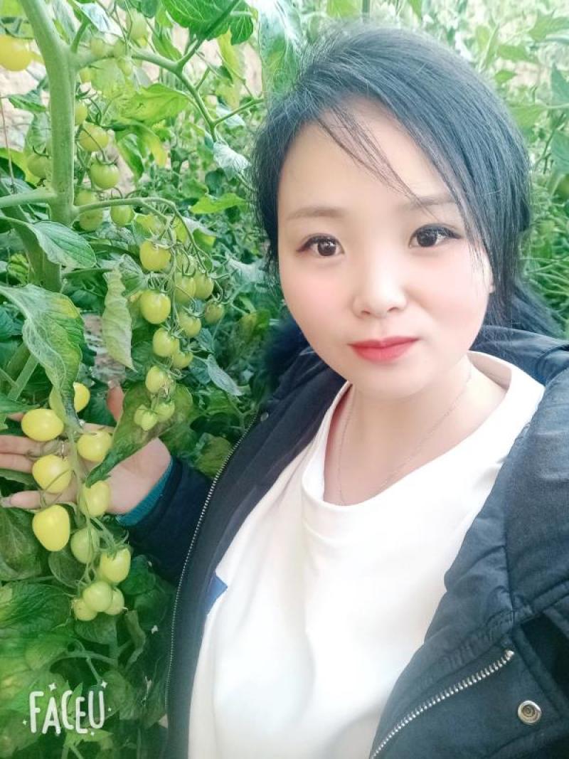 圣女果黄色圣女果全国发货一件代发落地配电商平台