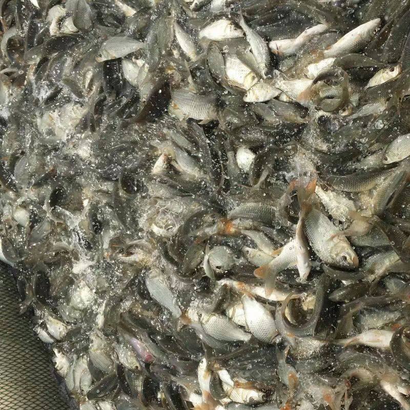 本养殖场水库养殖各种淡水鱼苗欢迎来人来电云贵川专送