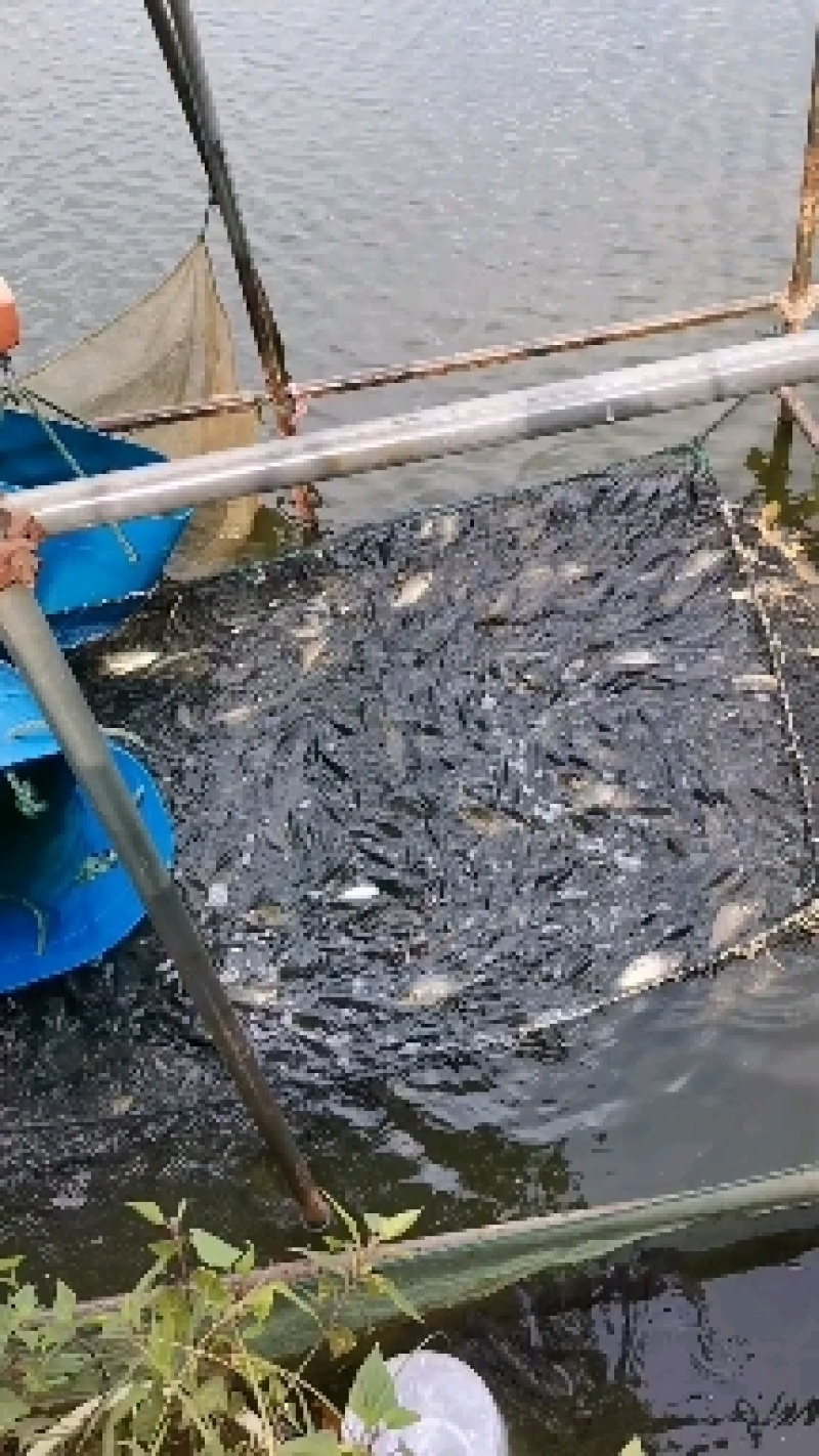 本养殖场水库养殖各种淡水鱼苗欢迎来人来电云贵川专送