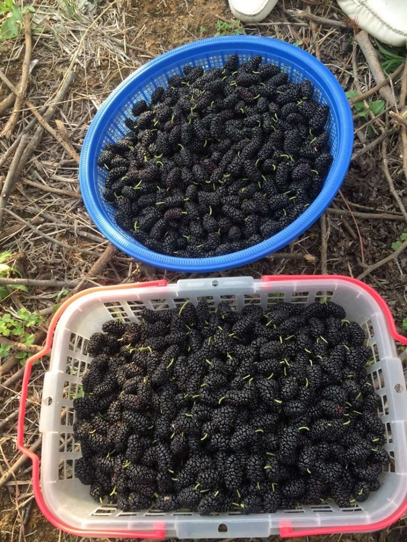 桑葚
