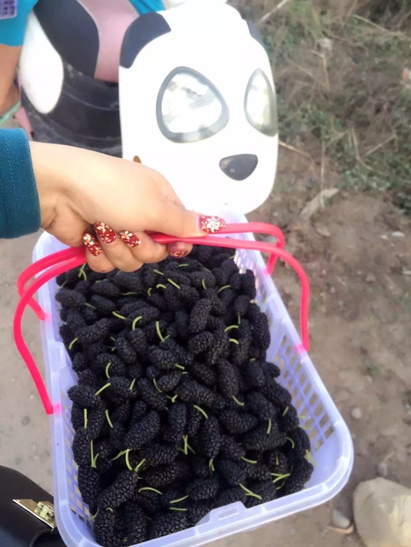 桑葚