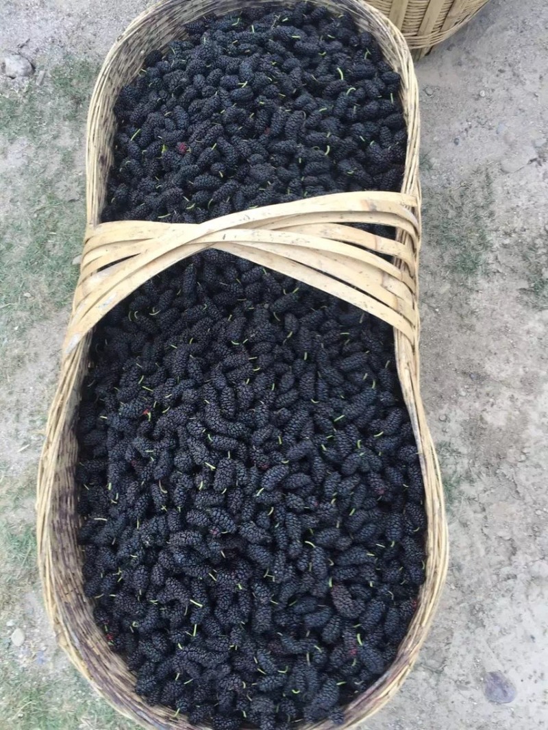 桑葚