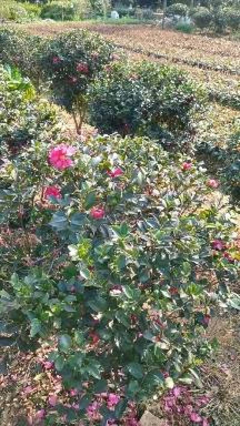 苗圃供应多花常绿灌木茶梅球茶梅毛球茶梅杯苗茶梅色块苗