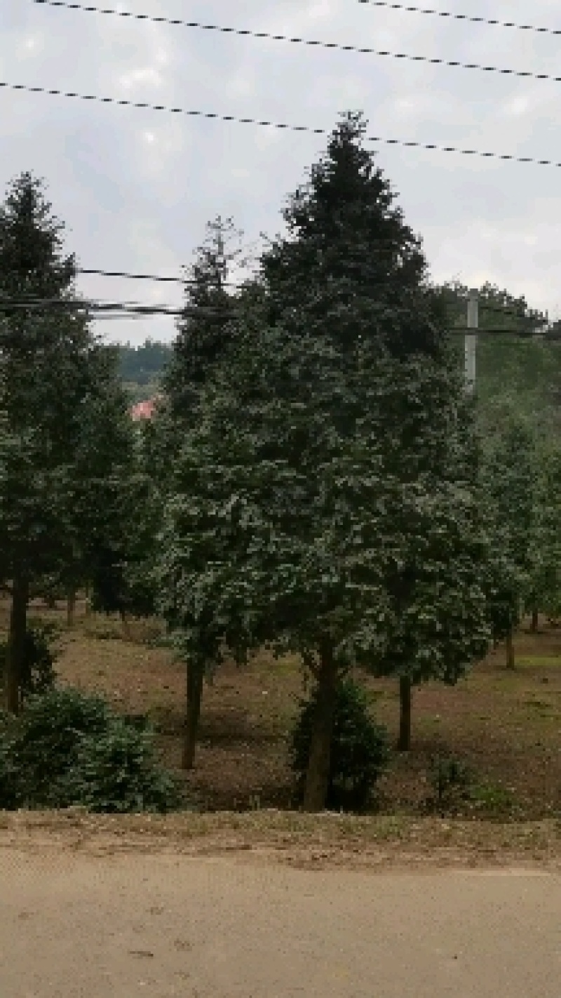 苗圃供应名贵树种植物大熊猫精品红豆杉树形挺拔优美适应性强