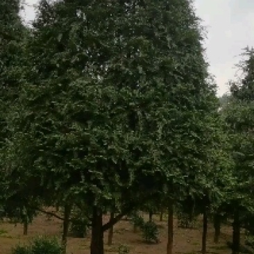 苗圃供应名贵树种植物大熊猫精品红豆杉树形挺拔优美适应性强