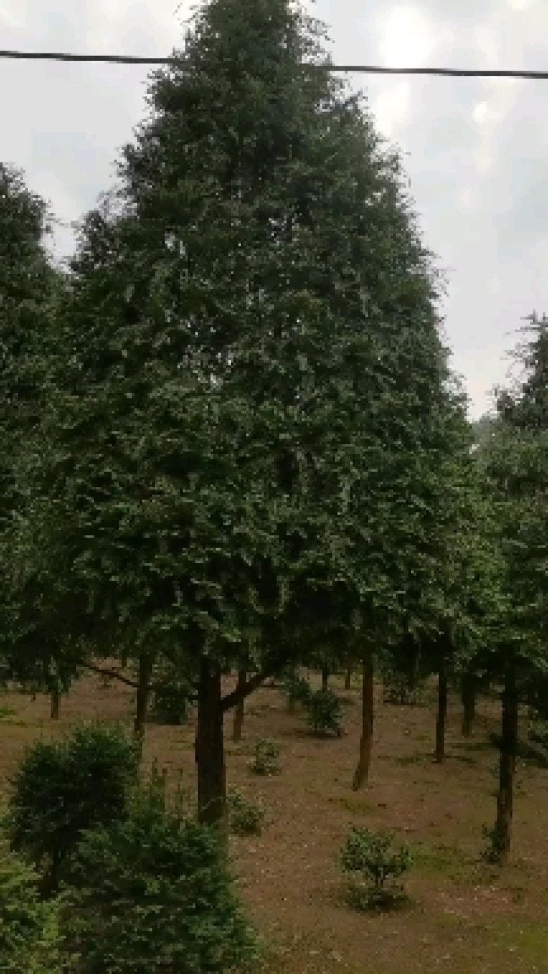 苗圃供应名贵树种植物大熊猫精品红豆杉树形挺拔优美适应性强