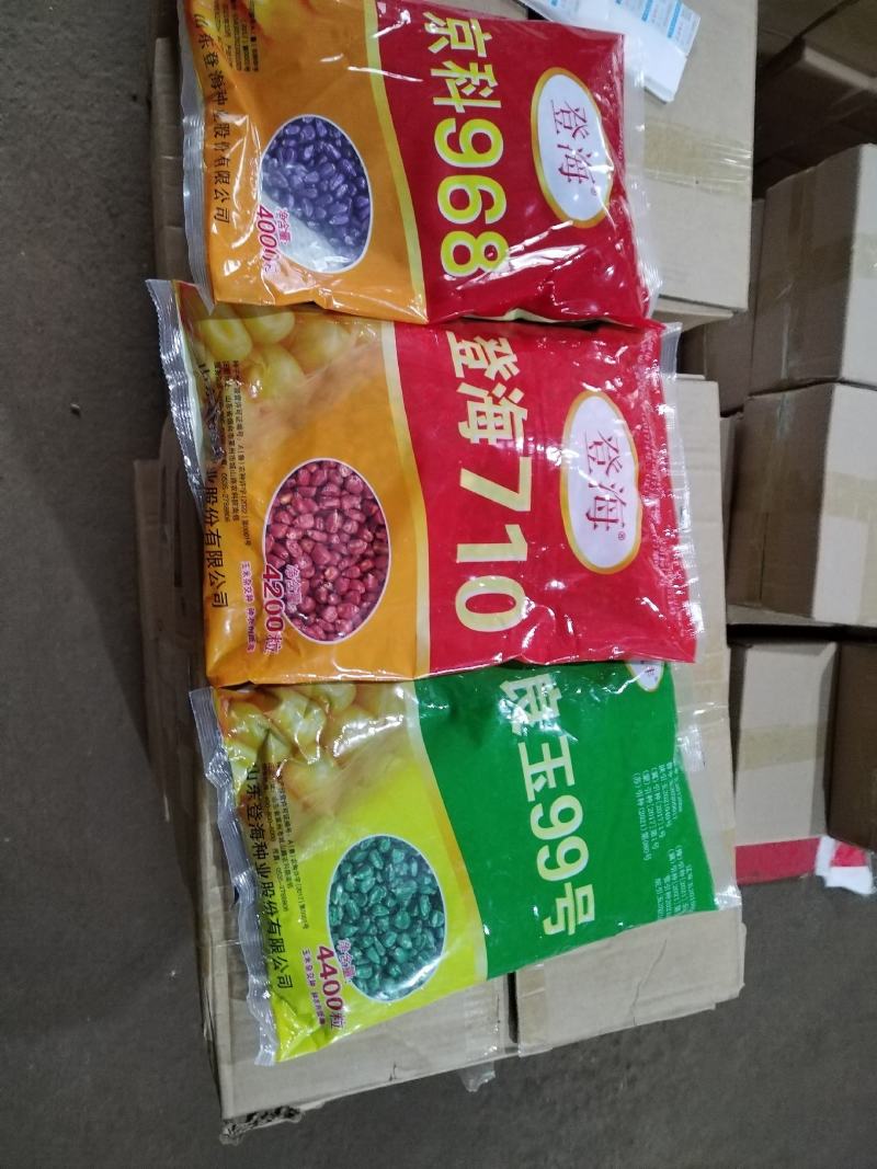 玉米种子正品登海京科968登海710良玉99欢迎平台下单