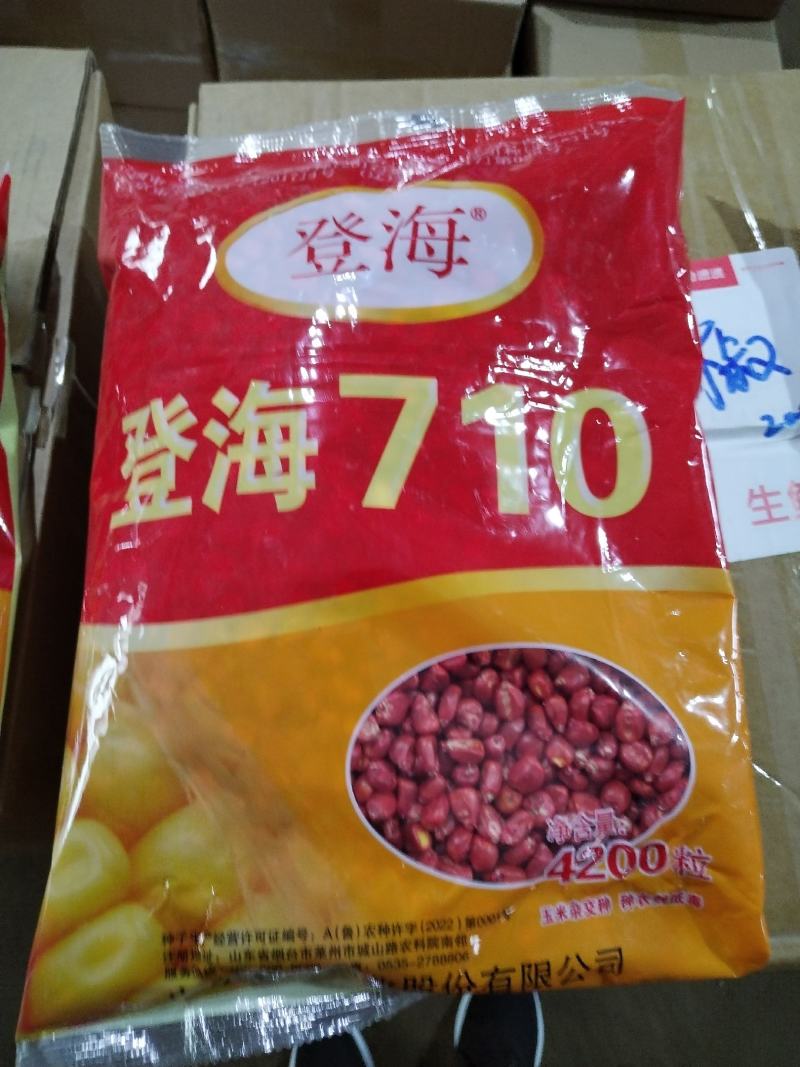 玉米种子正品登海京科968登海710良玉99欢迎平台下单
