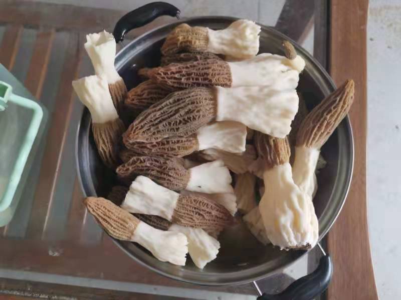 羊肚菌烹饪场景