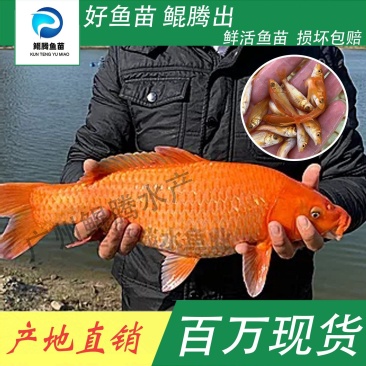 红鲤鱼苗鲲腾鱼苗好鱼苗鲲腾出产地直销百万现货