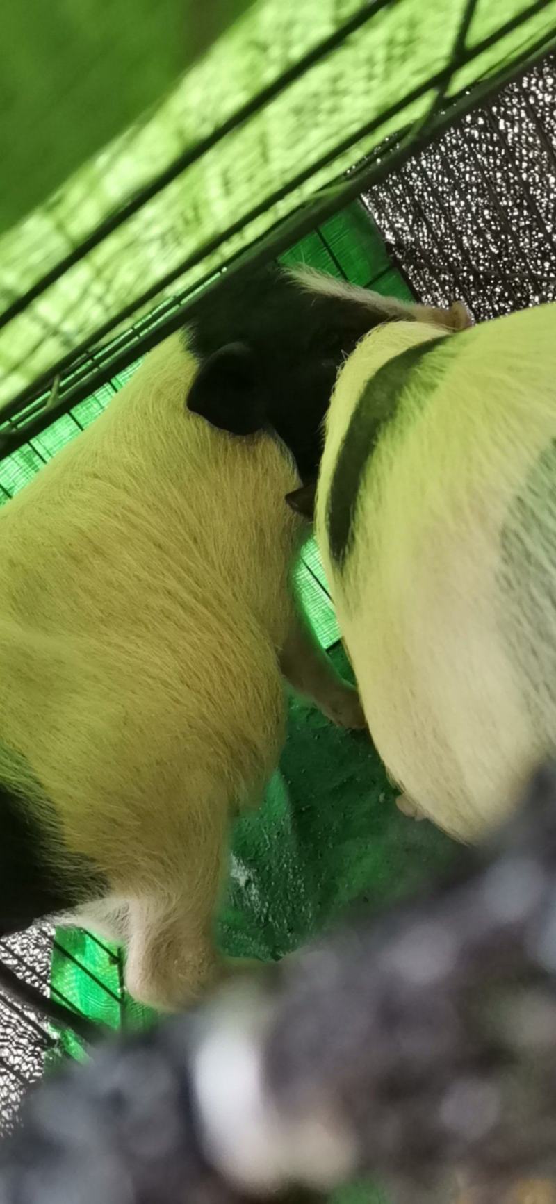 纯种巴马香猪小香猪出栏中支持全国各地发货南北方都可以养