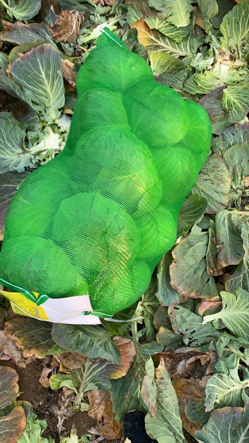 包菜平包扁包奥奇娜大量有货价格优惠货源充足