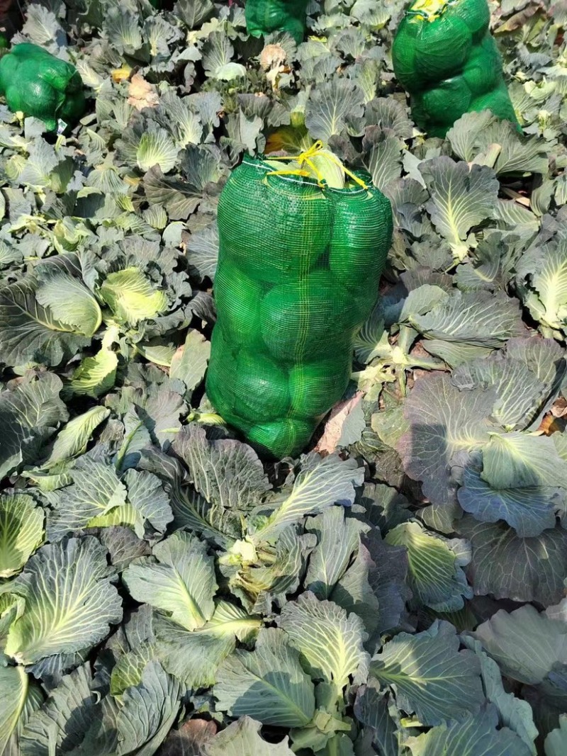 包菜平包扁包奥奇娜大量有货价格优惠货源充足