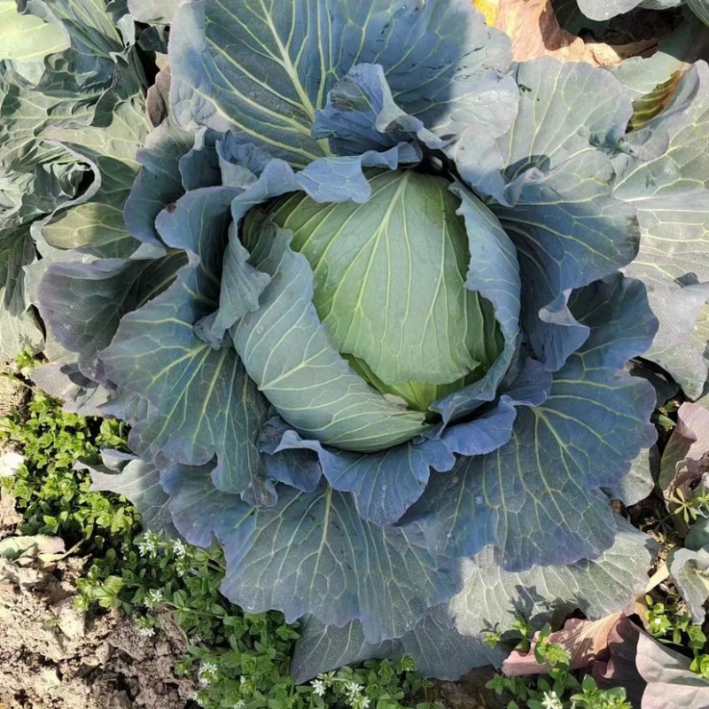 包菜平包扁包奥奇娜大量有货价格优惠货源充足