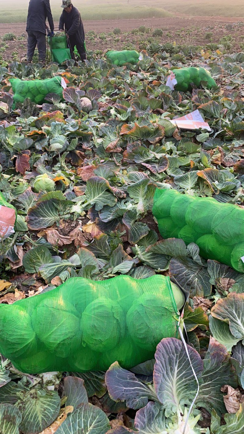 包菜平包扁包奥奇娜大量有货价格优惠货源充足