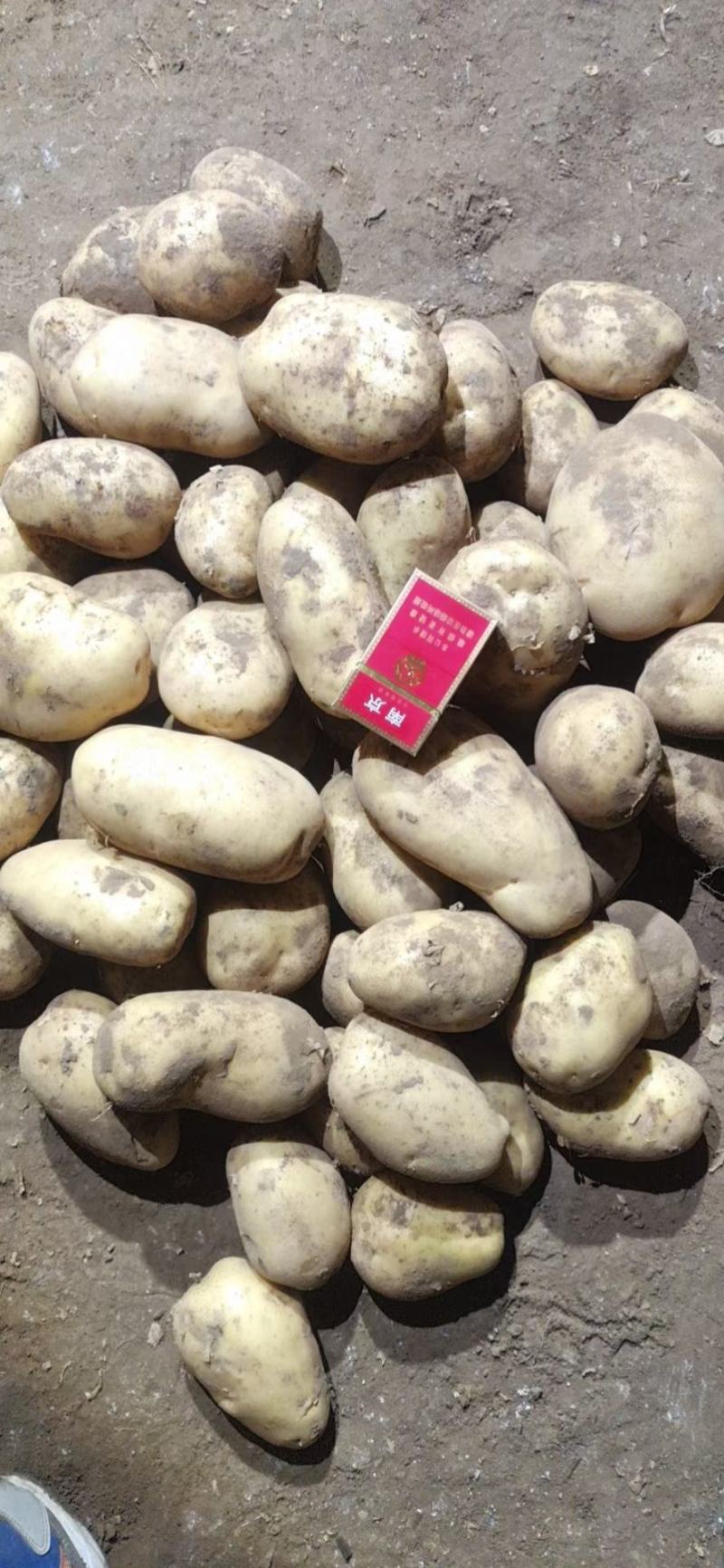 希森，v7.Ev.荷兰，709.大量供应河北内蒙产地直销
