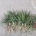 麦冬草，细叶麦冬草，工程小苗，麦冬种苗，中叶麦冬草