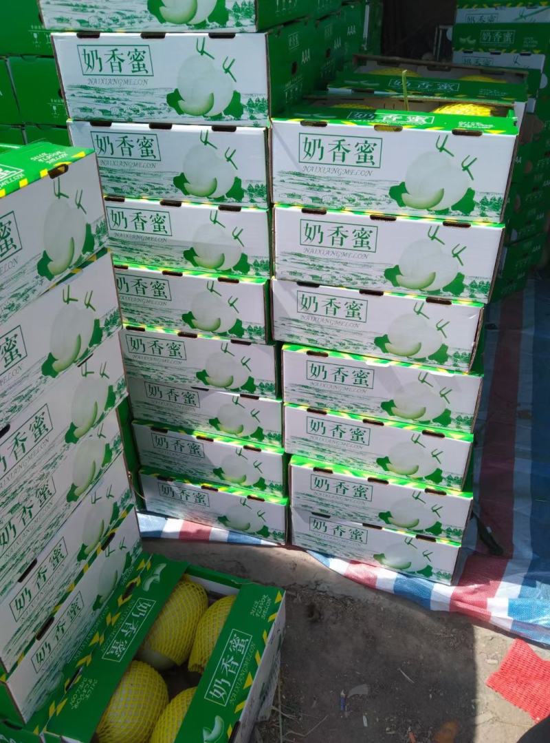 玉姑滑县甜瓜大量上市中，可代发，欢迎新老客户前来洽谈合作