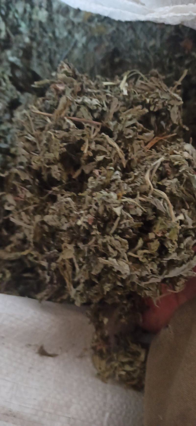 艾叶大小艾叶泡脚打粉批发艾叶质量保证