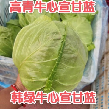 大棚韩绿牛心宣甘蓝2-4斤山东淄博高青万亩甘蓝产区直销