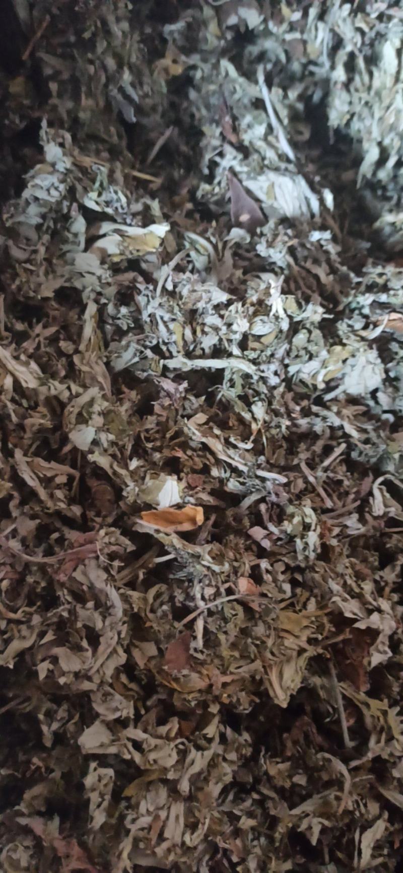 艾叶大小艾叶泡脚打粉批发艾叶质量保证